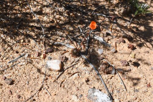 Drosera leucoblasta