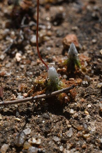 Drosera leucoblasta