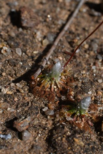 Drosera leucoblasta