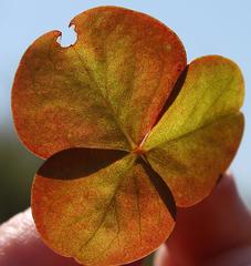 Oxalis orbicularis