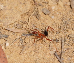 Leptomyrmex nigriventris