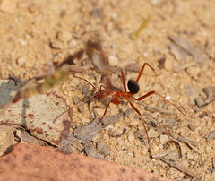 Leptomyrmex nigriventris