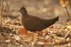 Ptilopachus petrosus