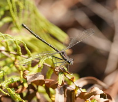 Austroargiolestes isabellae