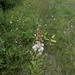 Spiraea × rosalba - Photo 由 Nikolay Panasenko 所上傳的 (c) Nikolay Panasenko，保留部份權利CC BY-NC