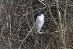 Nycticorax nycticorax