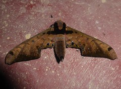 Adhemarius sexoculata