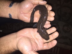 Necturus louisianensis