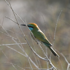 Merops cyanophrys