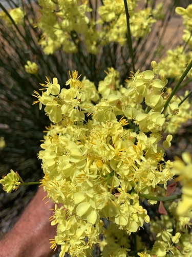Glischrocaryon aureum, 2025-10-14