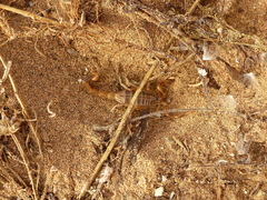 Buthus