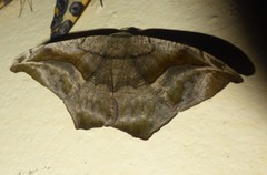 Oxydia scriptipennaria