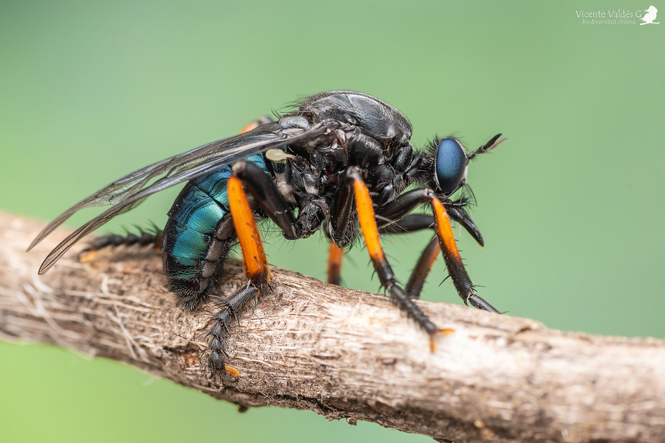 Saropogon gayi