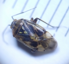 Lygus rugulipennis