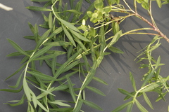 Euphorbia furcillata
