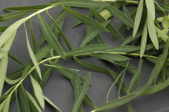 Euphorbia furcillata