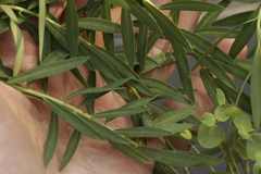 Euphorbia furcillata