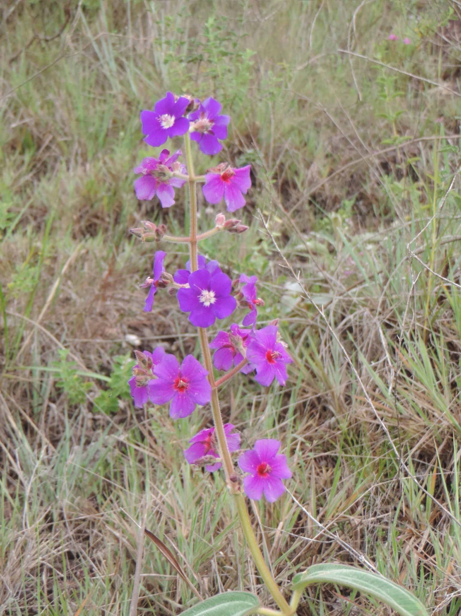 Pleroma heteromallum