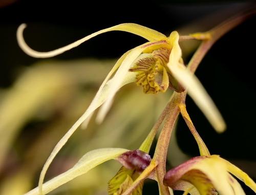 Dendrobium denudans