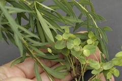 Euphorbia furcillata