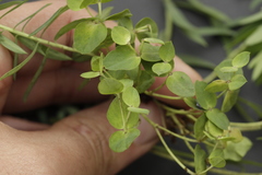 Euphorbia furcillata