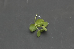 Euphorbia furcillata