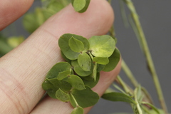 Euphorbia furcillata