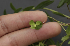 Euphorbia furcillata