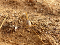 Buthus