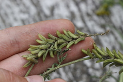 Astragalus micranthus