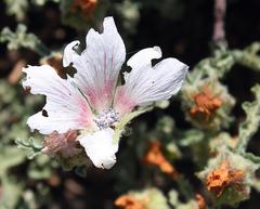 Anisodontea dissecta