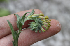 Lithospermum strictum