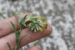 Lithospermum strictum