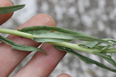 Lithospermum strictum