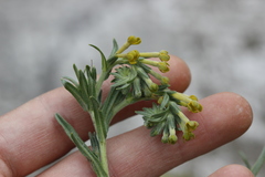 Lithospermum strictum