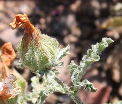 Anisodontea dissecta