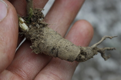 Lithospermum strictum
