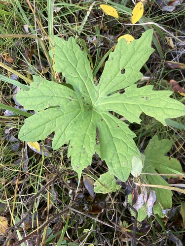 Arctic Butterbur
