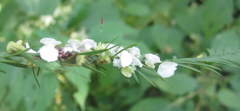Taxodiomyia cupressi