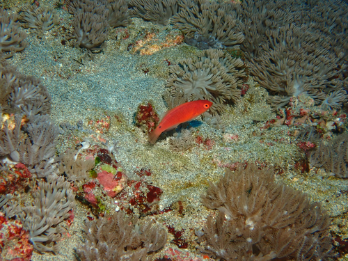 Cirrhilabrus filamentosus observed 2025-09-29