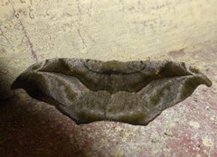 Oxydia scriptipennaria