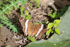Anartia fatima fatima