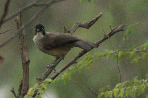 Blackcap Babbler (Turdoides reinwardtii), photo 9