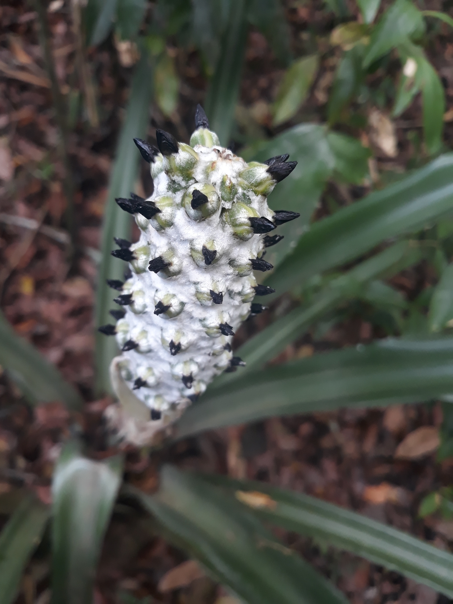 Aechmea bromeliifolia