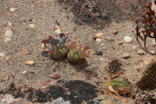 Crassothonna cacalioides