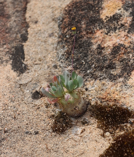 Crassothonna cacalioides