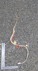 Thelotornis capensis capensis