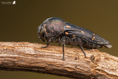 Neocypetes guttulata