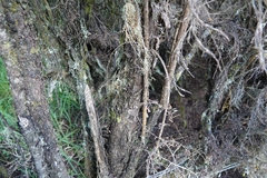 Dracophyllum subulatum