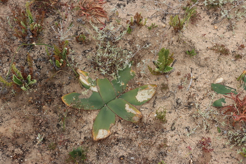 Brunsvigia nervosa